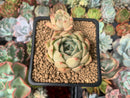 Echeveria Agavoides 'Jenika' 2" Succulent Plant