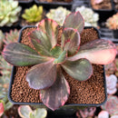 Echeveria 'Primadonna' Variegated 2"-3" Succulent Plant