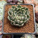 Echeveria 'Redsara' 2" Air Magic Hybrid Succulent Plant