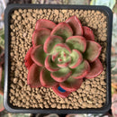 Echeveria Agavoides 'Chapote' 2" Succulent Plant