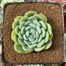 Echeveria 'Twin Berry' 2” Succulent Plant