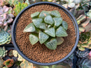 Haworthia 'Tsukikage' 3" Succulent Plant