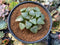 Haworthia 'Tsukikage' 3" Succulent Plant