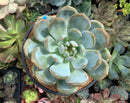 Echeveria 'Orange Monroe' 4" Succulent Plant