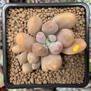 Echeveria 'Orange Sherbert' 2"-3" Cluster Succulent Plant