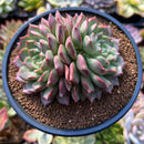 Echeveria 'Shakira' 4" Cluster Succulent Plant