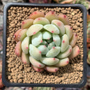 Echeveria 'Colorata' Hybrid 2" Succulent Plant