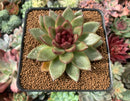 Echeveria Agavoides 'Chocolate Jelly' 3” Succulent Plant