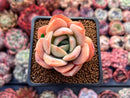 Echeveria 'Lemon Tree' 2" Succulent Plant