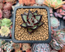 Echeveria Agavoides 'Super Black' 1" Small Succulent Plant