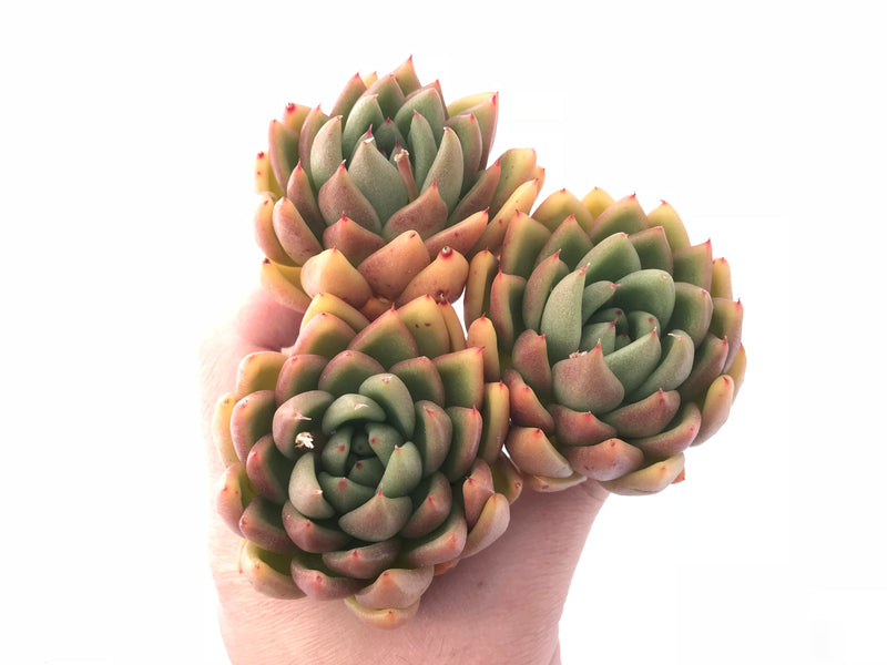 Echeveria Agavoides ‘Discovery’ Cluster 4” Rare Succulent Plant