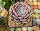 Echeveria 'Pastel Leon' 4" Succulent Plant