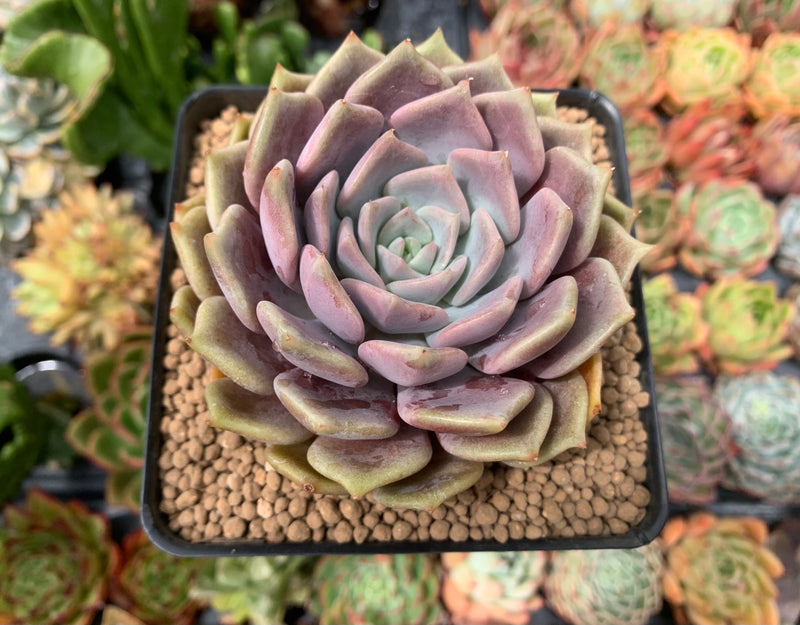 Echeveria 'Pastel Leon' 4