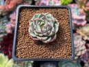Echeveria 'Ben Badis' 1" Succulent Plant