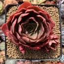Echeveria 'Lelena' 3"-4" Succulent Plant