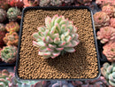 Echeveria 'Mebina' Variegated 2" Succulent Plant