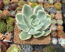 Echeveria 'Lemon Lime' Variegated 3" Succulent Plant