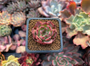 Echeveria Agavoides 'Nomad' 1" Succulent Plant