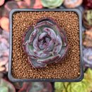 Echeveria 'Dark Opal' 1" Succulent Plant