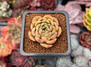 Echeveria 'Omphalos' 1"-2" Succulent Plant