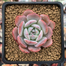 Echeveria 'Horizon' 2" Succulent Plant