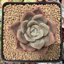 Echeveria Agavoides 'White Knight' 3" Succulent Plant