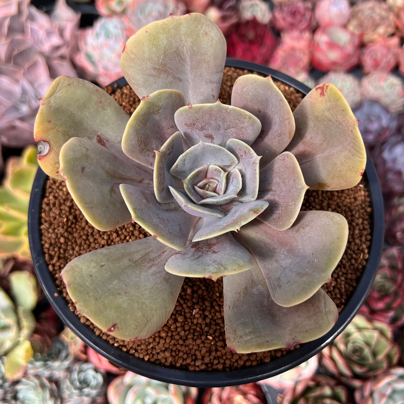 xanthe rose succulent Echeveria 'Lolita' 3" Succulent Plant – True Succulents Plant Co