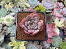 Echeveria 'Starmark' 2" Succulent Plant