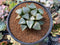 Haworthia 'Comptoniana' Hybrid 3" Succulent Plant