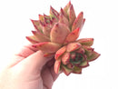 Echeveria Agavoides Maria Large 4” Rare Succulent Plant