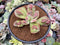 Echeveria 'Baron Bold' 3" Succulent Plant