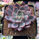 Echeveria 'Pink Shop' 2"-3" Succulent Plant
