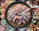 Pachyphytum 'Angels Finger' 4" Powdery Large Succulent Plant