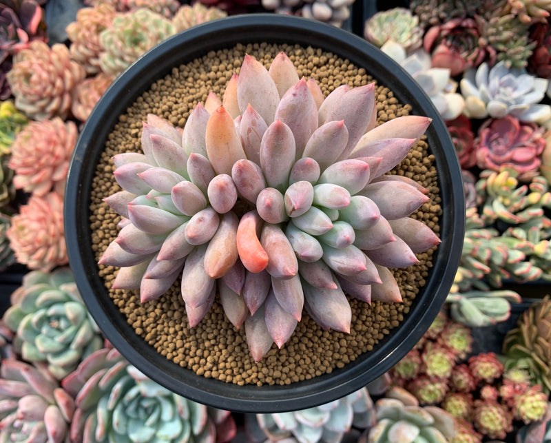 Pachyphytum 'Angels Finger' 4