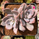 Echeveria 'Missing You' 2" Cluster Succulent Plant