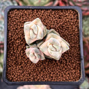 Crassula 'Moonglow' Variegated 1" Cluster Succulent Plant