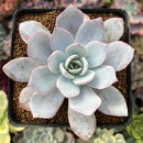 Echeveria 'Cante' 3" Succulent Plant