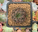 Echeveria 'Scorpio' 1" Small Succulent Plant