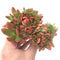 Echeveria sp. Crested Cluster Large 6" Succulent Plant