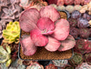 Echeveria 'Suyon Frill' Variegated 3" Cutting Succulent Plant