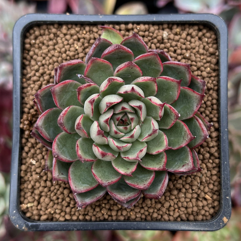 Echeveria Agavoides 'Red Bow' 2" Succulent Plant