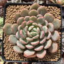 Echeveria sp. 3" Succulent Plant
