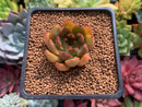 Echeveria Agavoides 'Red Bell' 1" Succulent Plant