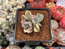 Pachyveria 'Pachyphytoides' Variegated 2" Succulent Plant