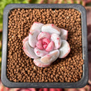 Echeveria 'Trumso' 1" Small Succulent Plant