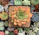 Echeveria Agavoides 'Shooting Star' 3" Succulent Plant