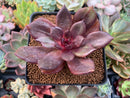 Echeveria 'Love and War' 3" New Hybrid Succulent Plant