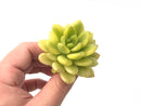 Sedum ‘Alice Evans’ Variegated 2”-3” Rare Succulent Plant