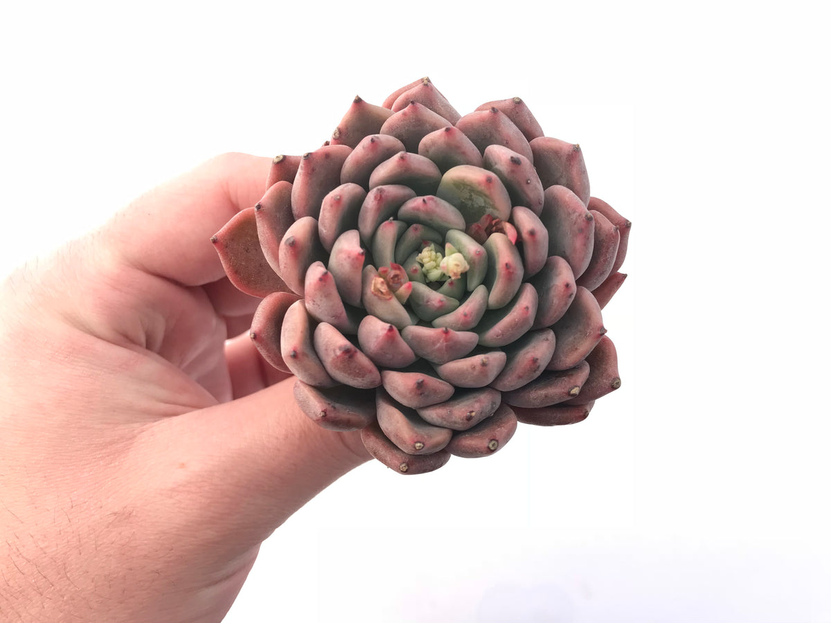Echeveria Zaragoza Hybrid 3”-4” Rare Succulent Plant