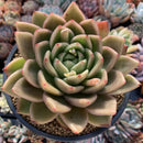 Echeveria Agavoides 'Bravo' 5" Large Succulent Plant